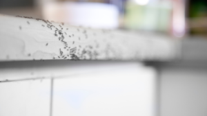 Ant Control Services