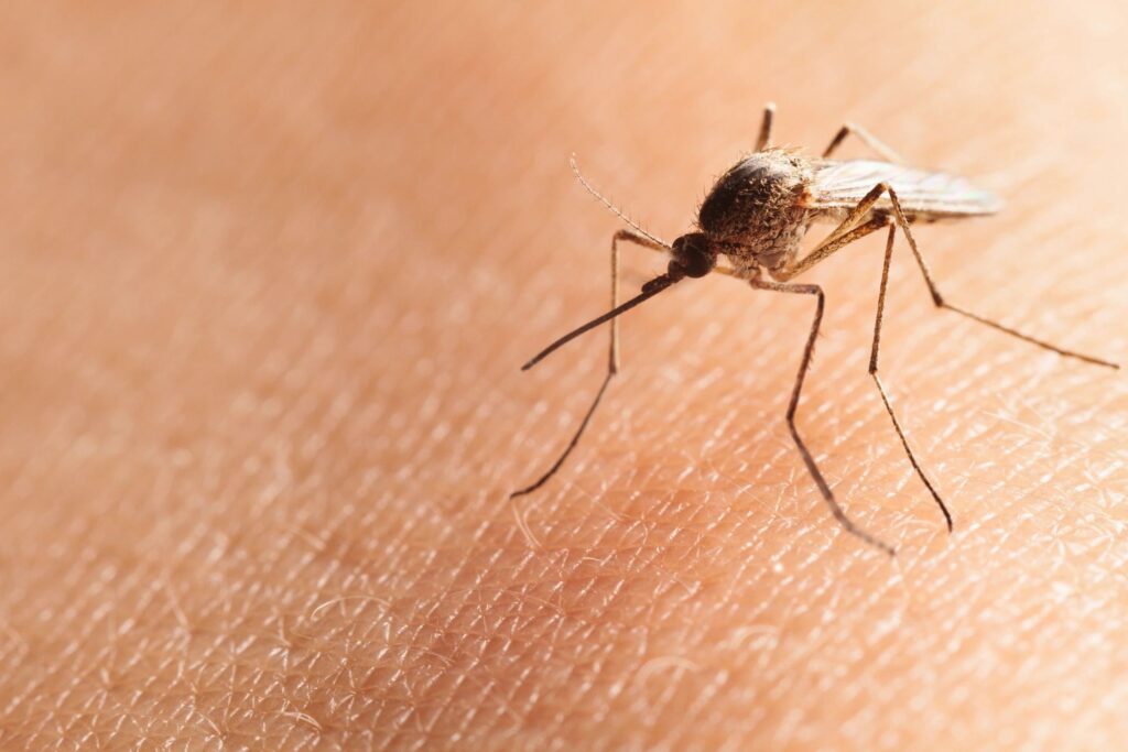 Mosquito Control