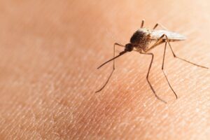 Mosquito Control