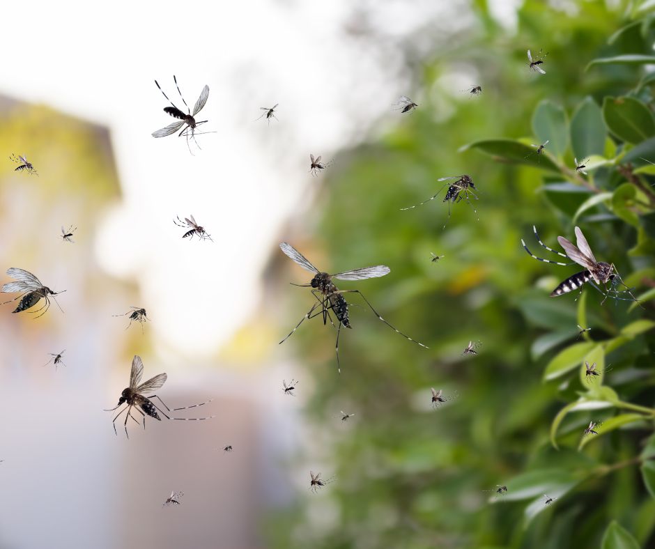 Why are there so many pests in NYC in July?