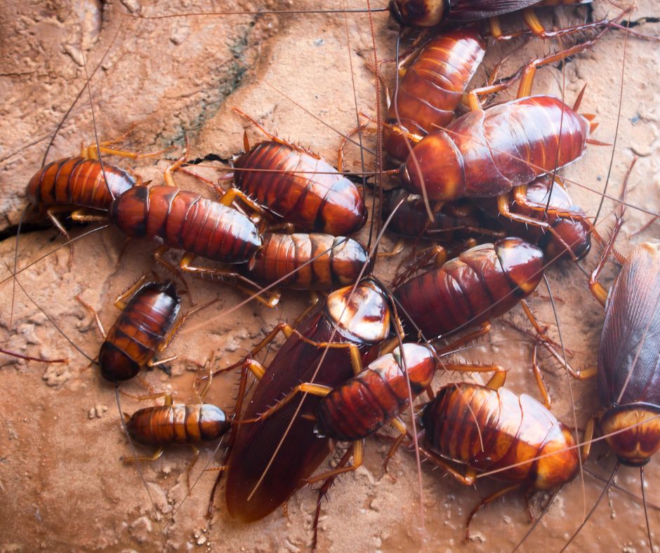 Which Pest Control Is Best for Cockroaches?